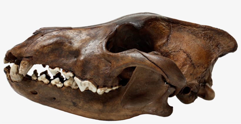 La Brea Tar Pits Wolf Skull Png Transparent Merlinhoot - Skull, transparent png #8561665
