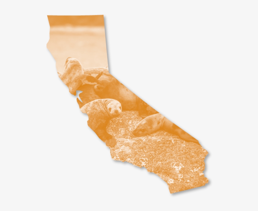 Outline Of The State Of California Framing A Photo - Poster, transparent png #8563020