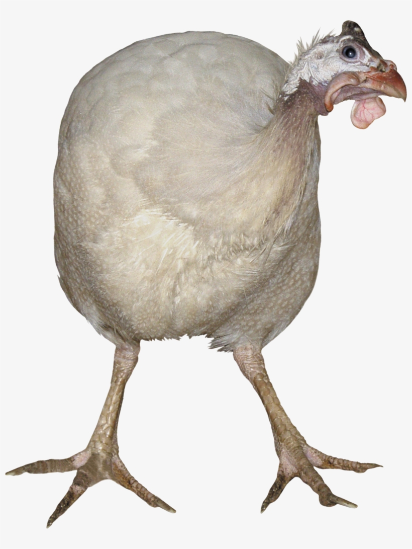 Turkey Bird Png, Download Png Image With Transparent - Turkey, transparent png #8563952