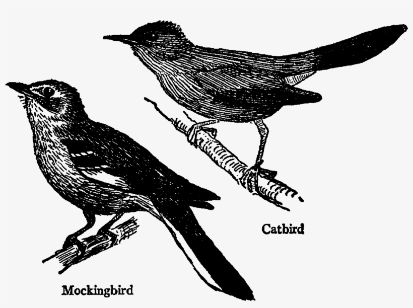Digital Bird Transfer Clip Art Download Png - Black And White Mockingbird, transparent png #8566250
