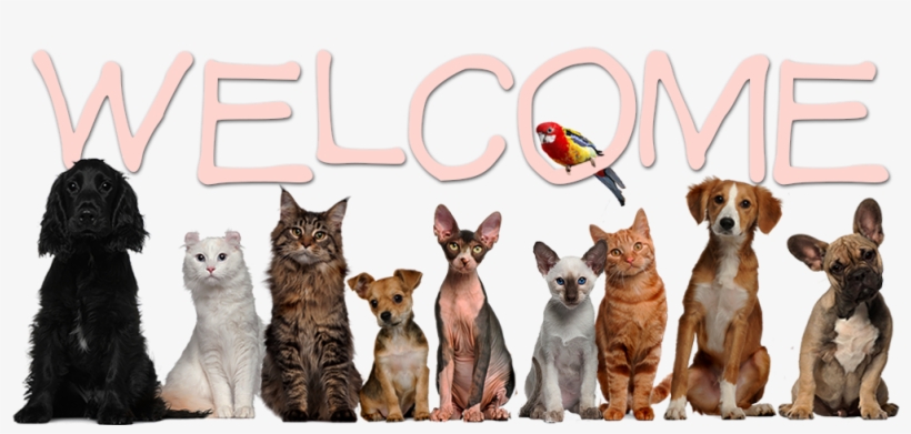Who We Are - Veterinarian Pets, transparent png #8567978
