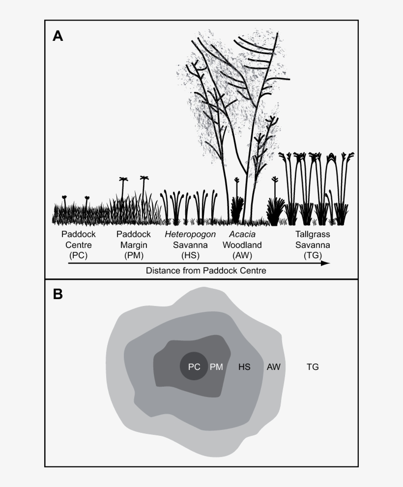 Schematic Cross-section And Top View (b) Of The Vegetation - Diagram, transparent png #8568046