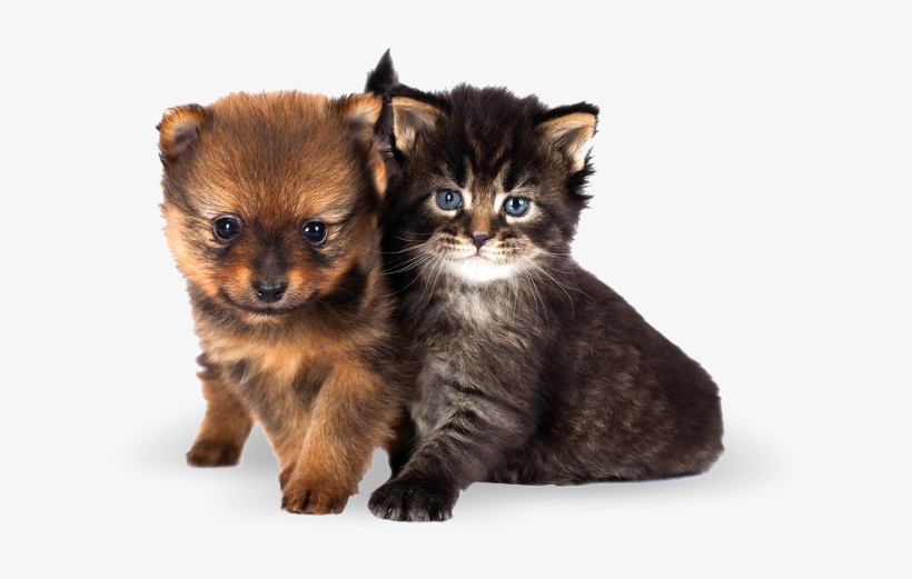 Cute Cats And Dogs - Katzen Und Hunde Welpen, transparent png #8568047