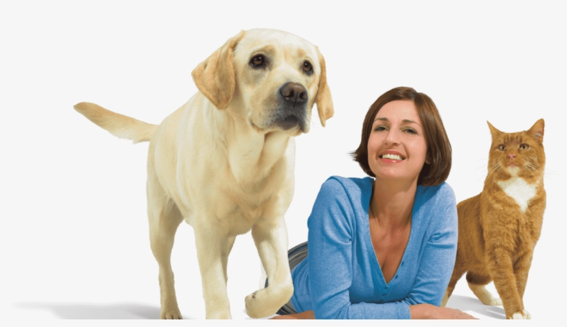 Dog Cat And Woman On White - Labrador Retriever, transparent png #8568113