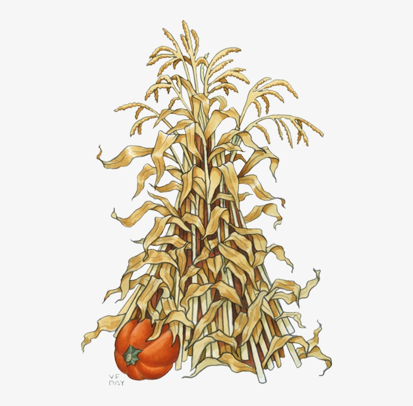 Corn Stalk Png - Corn Stalk Png Painting, transparent png #8568720