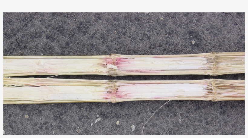 Gabberella Stalk Rot, transparent png #8569139