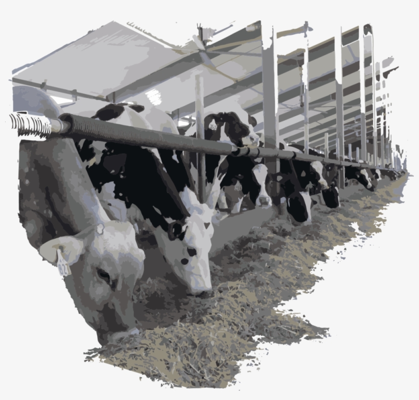 Cows Eating Leafy Corn Silage - Dairy Cow, transparent png #8569367