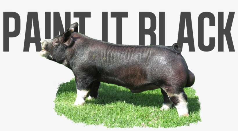 Shotgun X Willis - Domestic Pig, transparent png #8570374