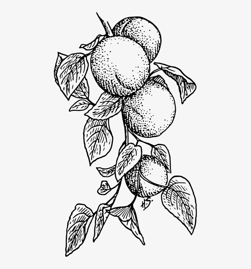 Medium Image - Apricot Clipart, transparent png #8571162