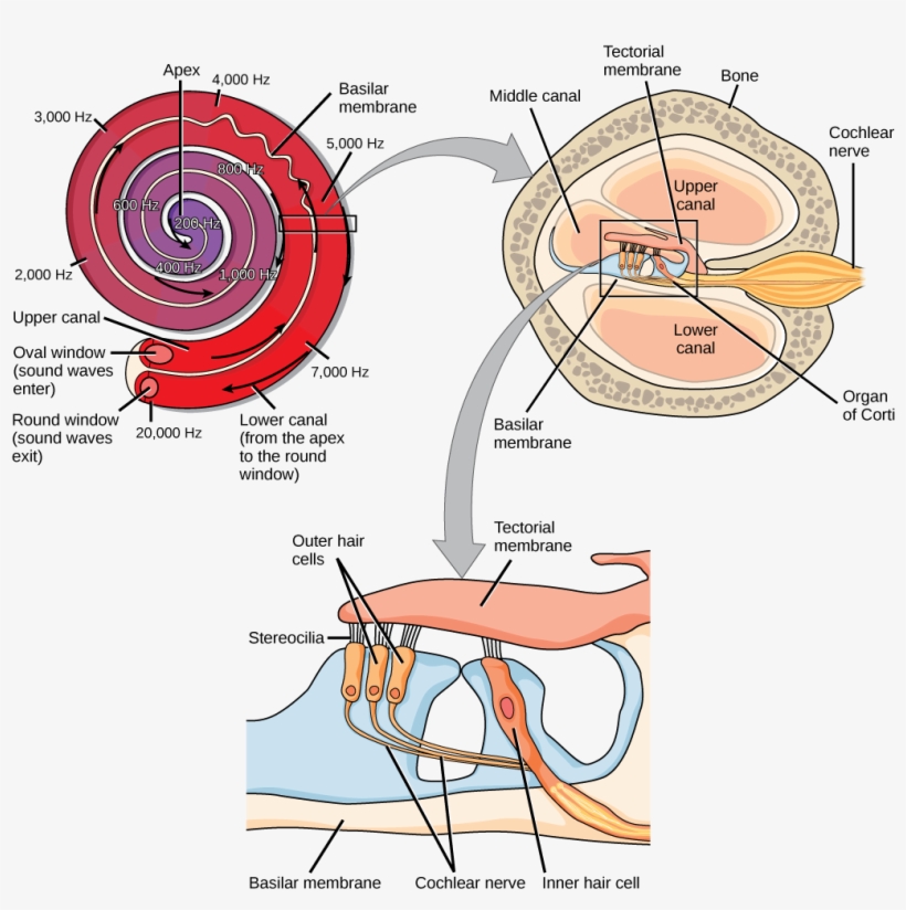 Figure \ - Cochlear Transduction, transparent png #8571314