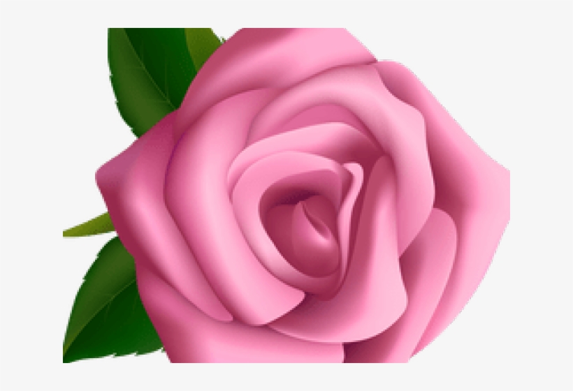 Pink Rose Clipart Vine - Clipart Rosa Flor, transparent png #8571820