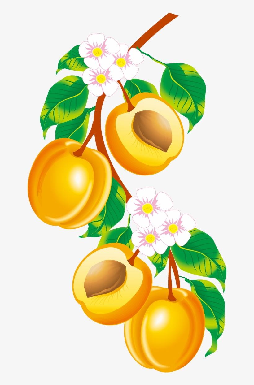 Apricot Clipart Peach Blossom - Apricot Drawing, transparent png #8571868