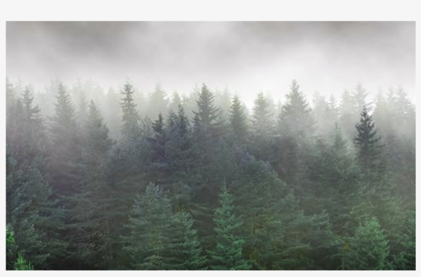 Forest Trees Overlay Background - Spruce-fir Forest, transparent png #8572937