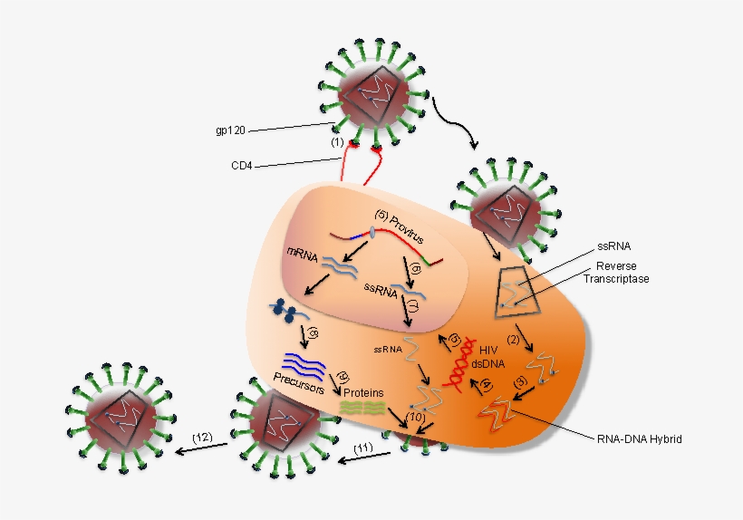 Interaction Between Hiv And Coreceptors Of A T Cell - Hiv Human Immunodeficiency Virus 2, transparent png #8573022