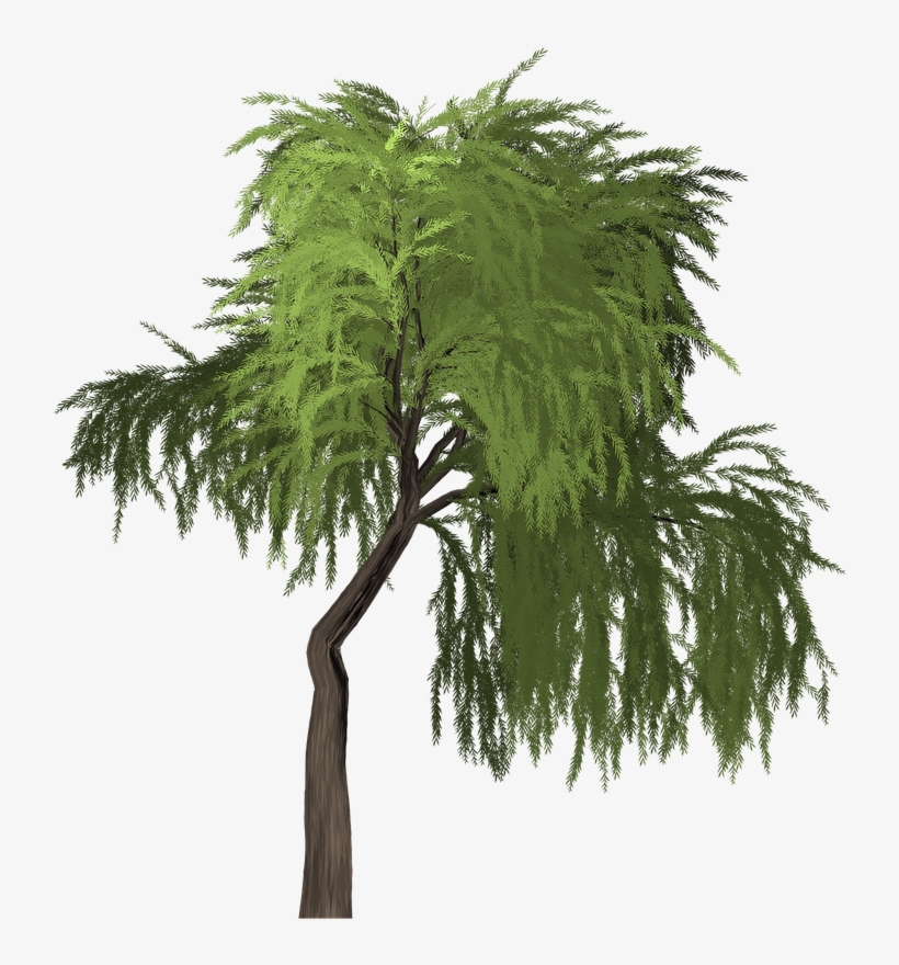 Willow Tree Green - Palm Tree, transparent png #8573060