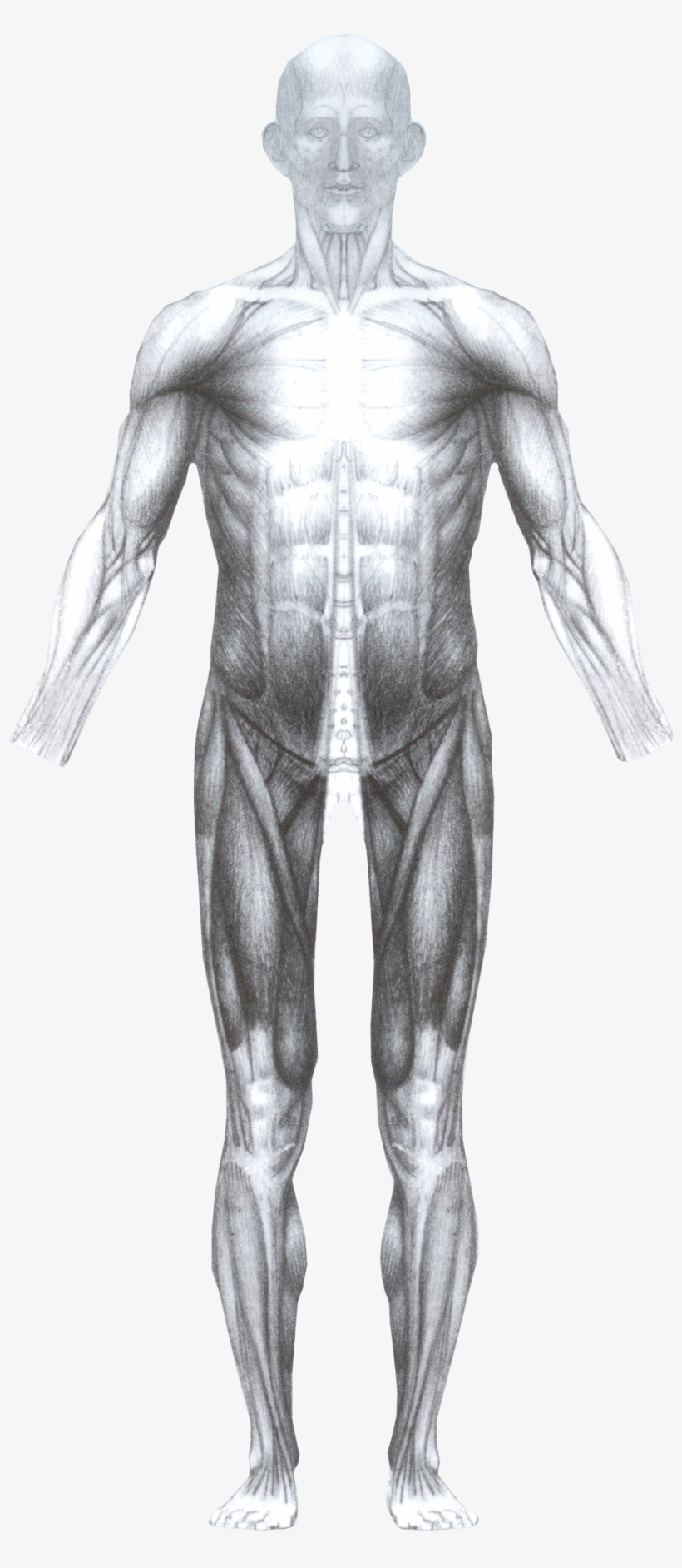 Muscless Front - Male, transparent png #8573097