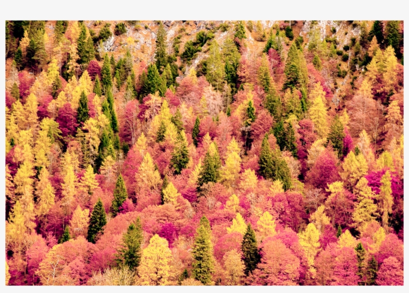 Trees Sticker - Chrysanths, transparent png #8573134