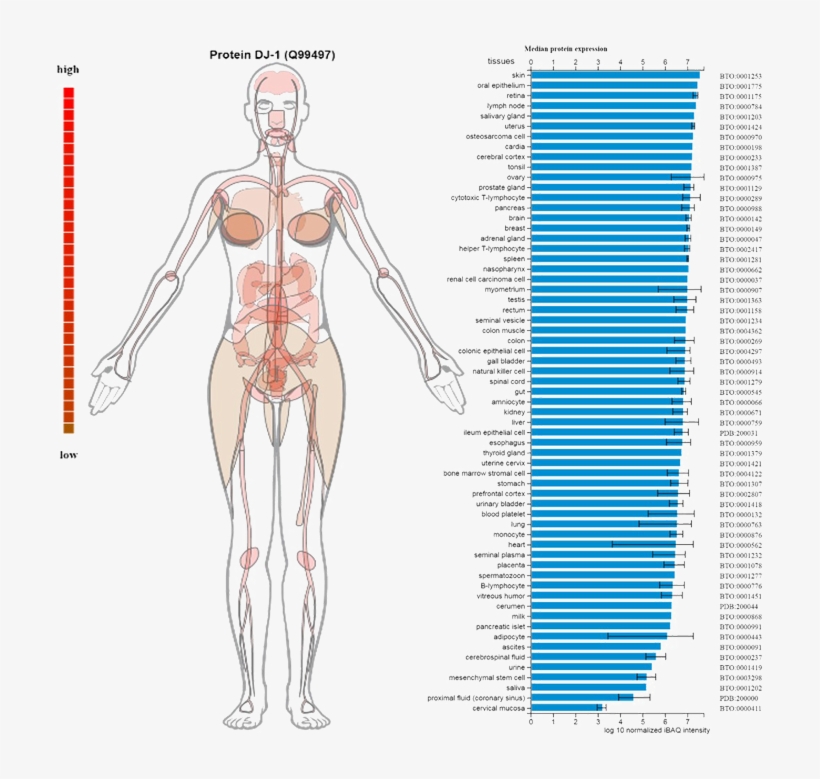 It Is A Ubiquitous Protein, Expressed In Almost All - Diagram, transparent png #8573292