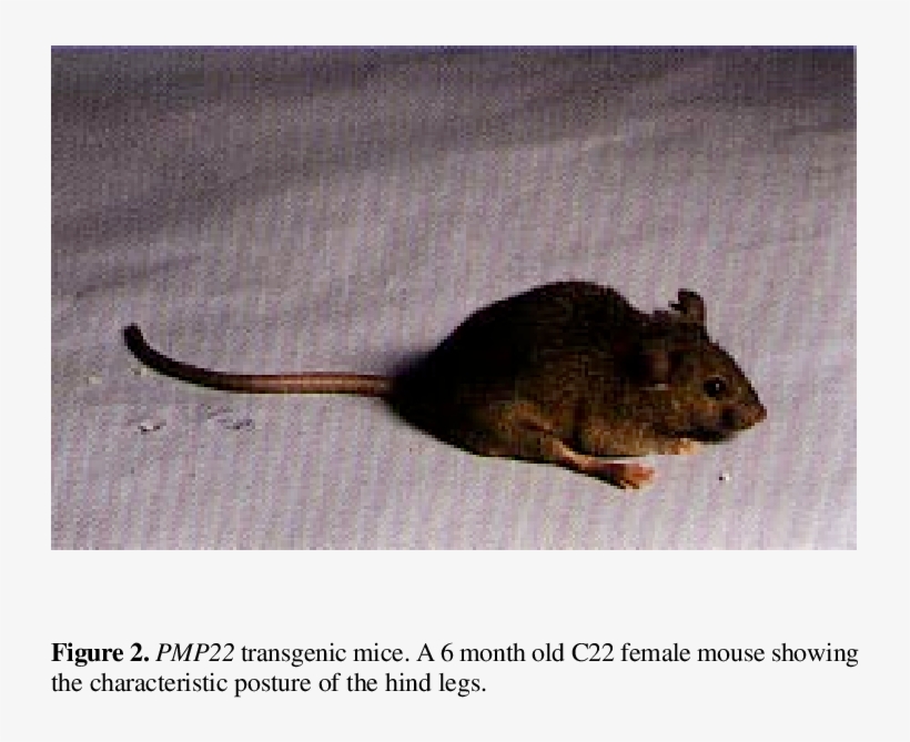 Genomic Analysis Of Transgenic Mice - Mouse, transparent png #8573671