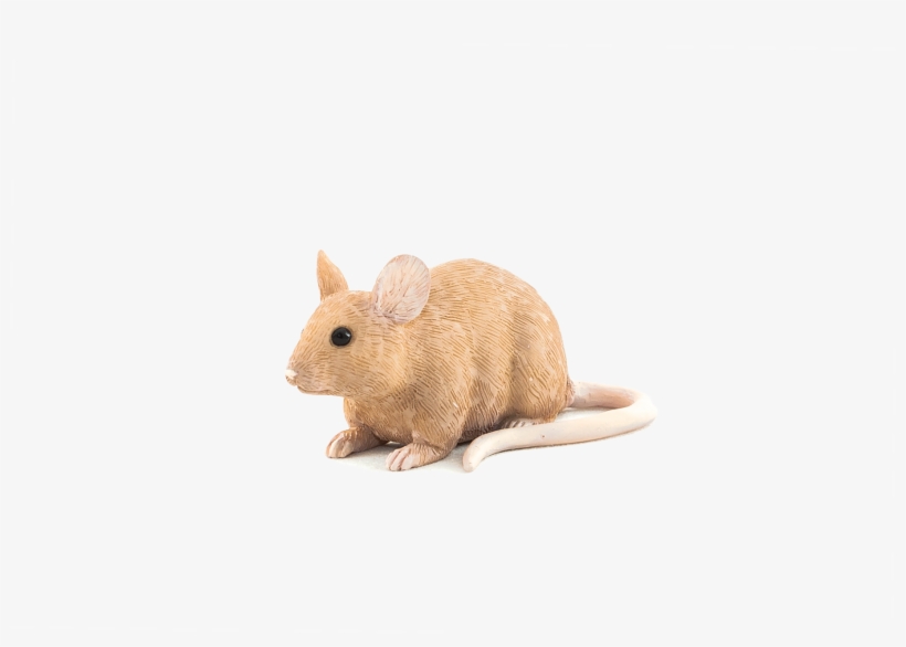 Rat, transparent png #8573954