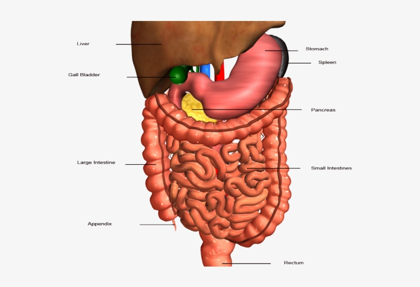 Anatomy Clipart Stomach - Hbs 3.2 2 Digestive System, transparent png #8574255
