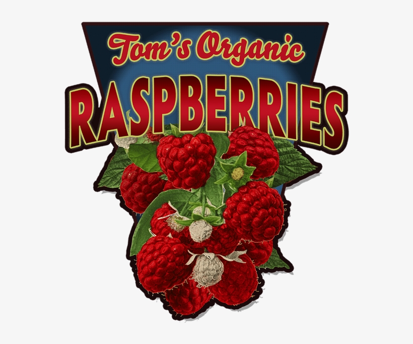 View Zoom Raspberries - Floral Design, transparent png #8574394