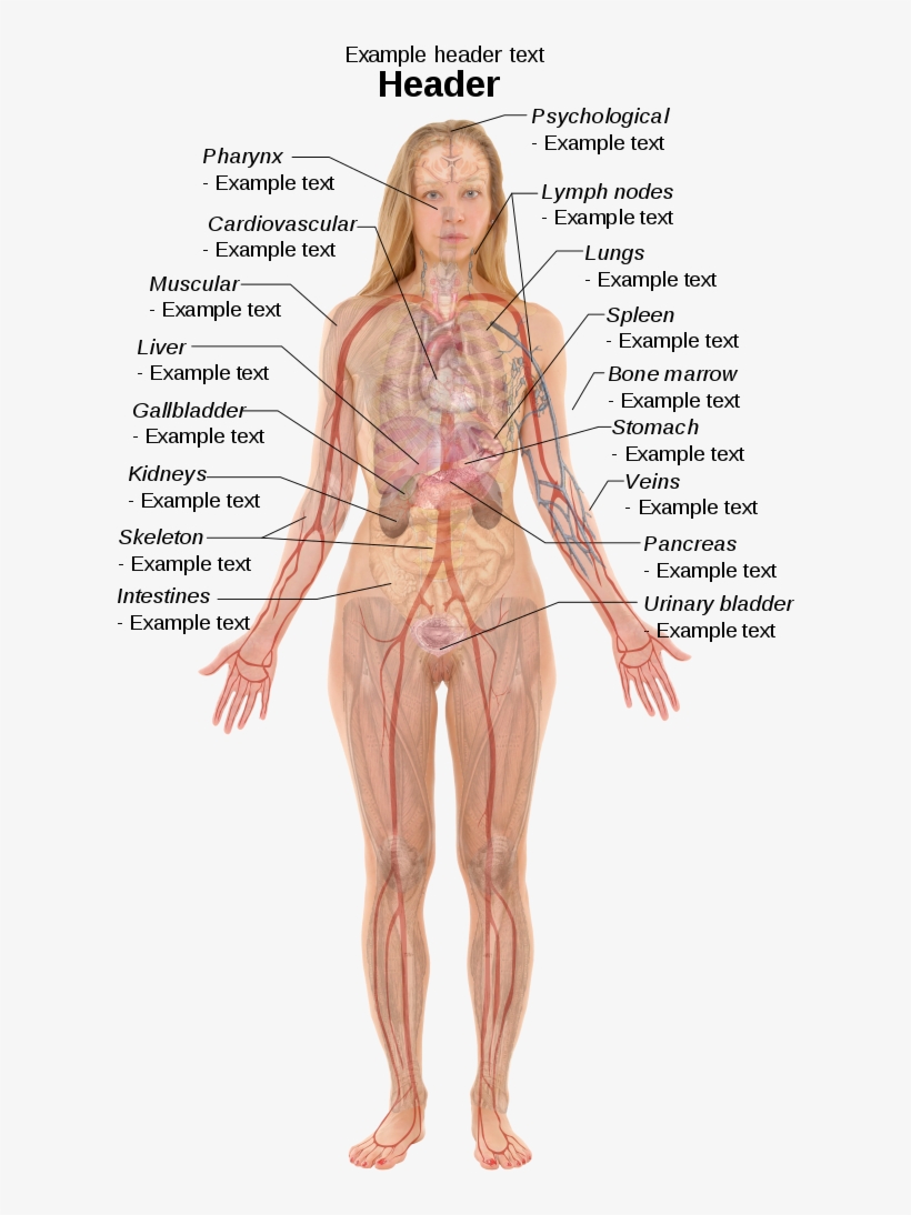 ١٥٠ لە ٢٤٠ پیکسەڵ - Female Body Organ Anatomy, transparent png #8574740