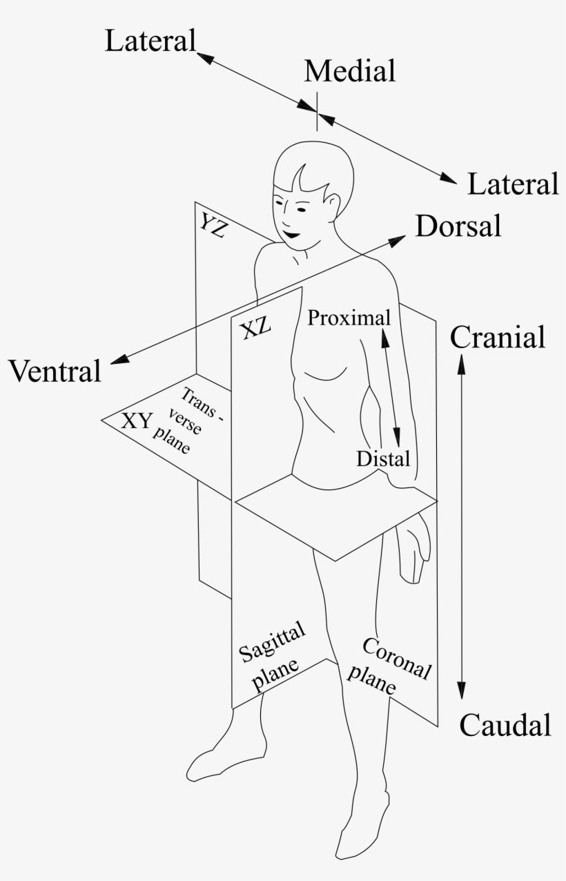 Banner Transparent Library Human Body Clipart Black - Line Art, transparent png #8575149