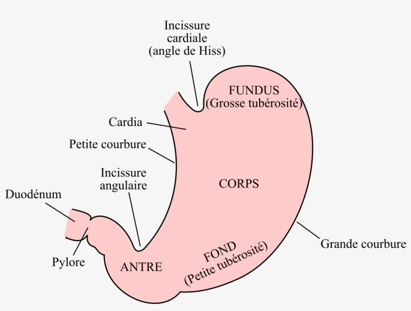 Open - Partie De L Estomac, transparent png #8575155