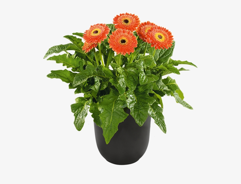 Pot Plants - Barberton Daisy - Free Transparent PNG Download - PNGkey