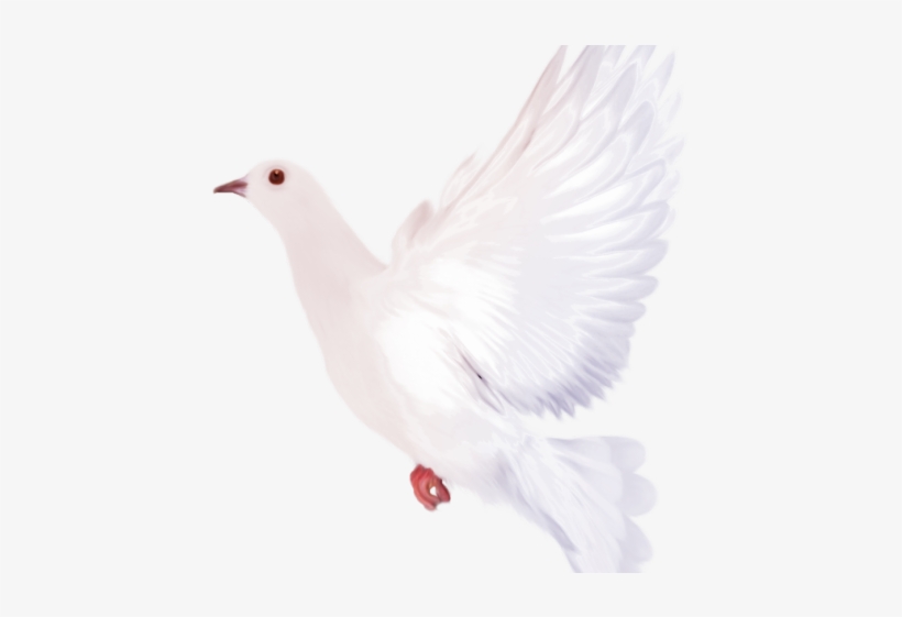 White Dove Clipart Flying - Portable Network Graphics, transparent png #8576016
