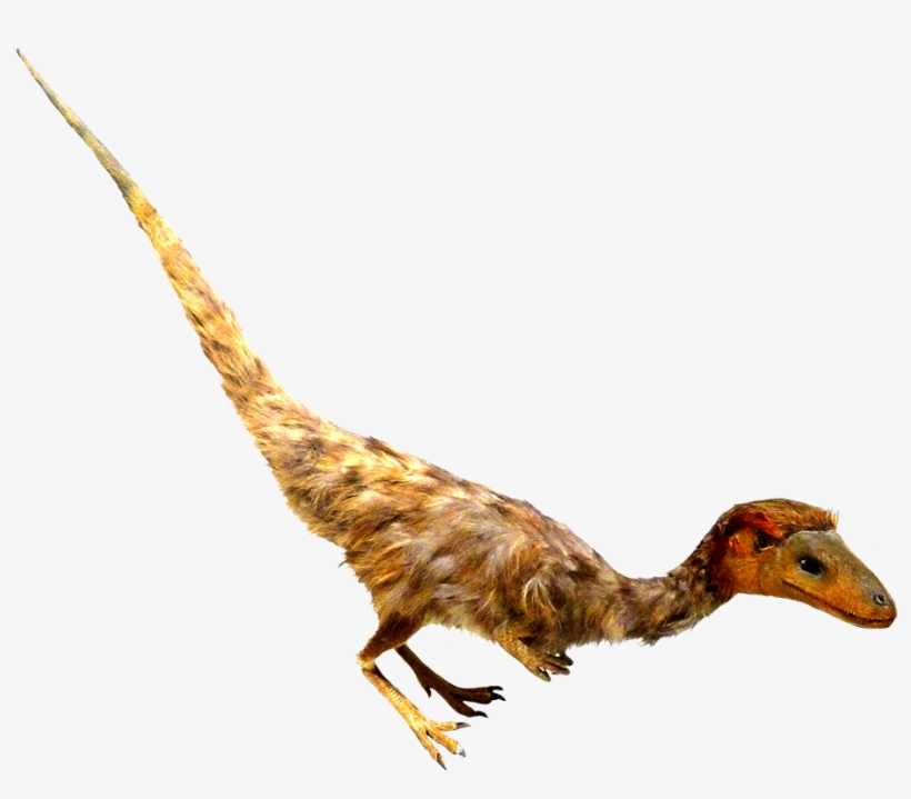 Feathered Dinosaur Clipart - Velociraptor, transparent png #8576055