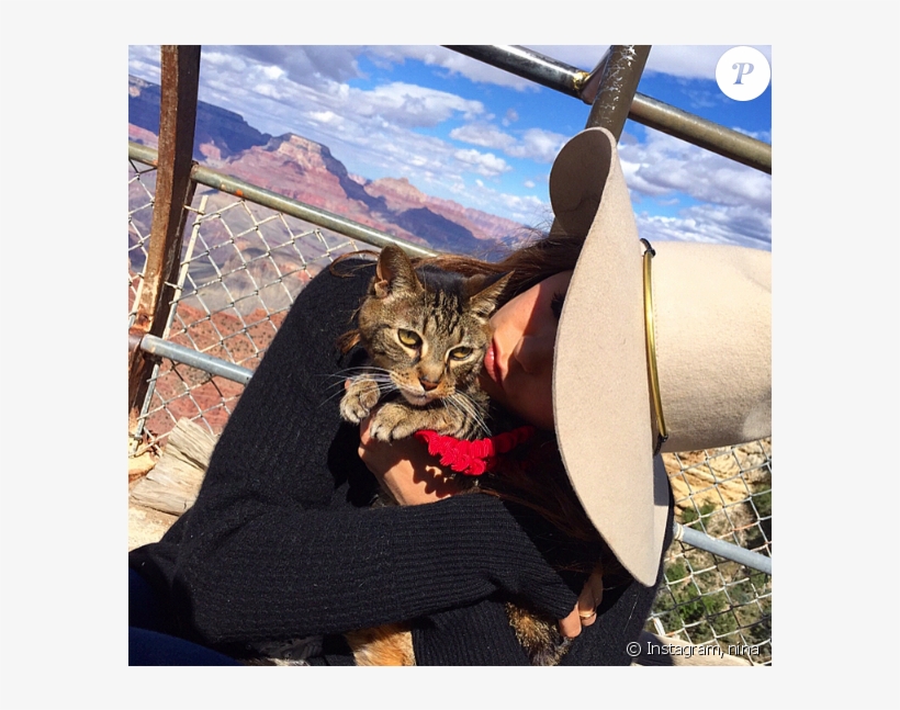 Nina Dobrev Pleure La Mort De Son Chat Sur Instagram, - Nina Dobrev Cat, transparent png #8576736