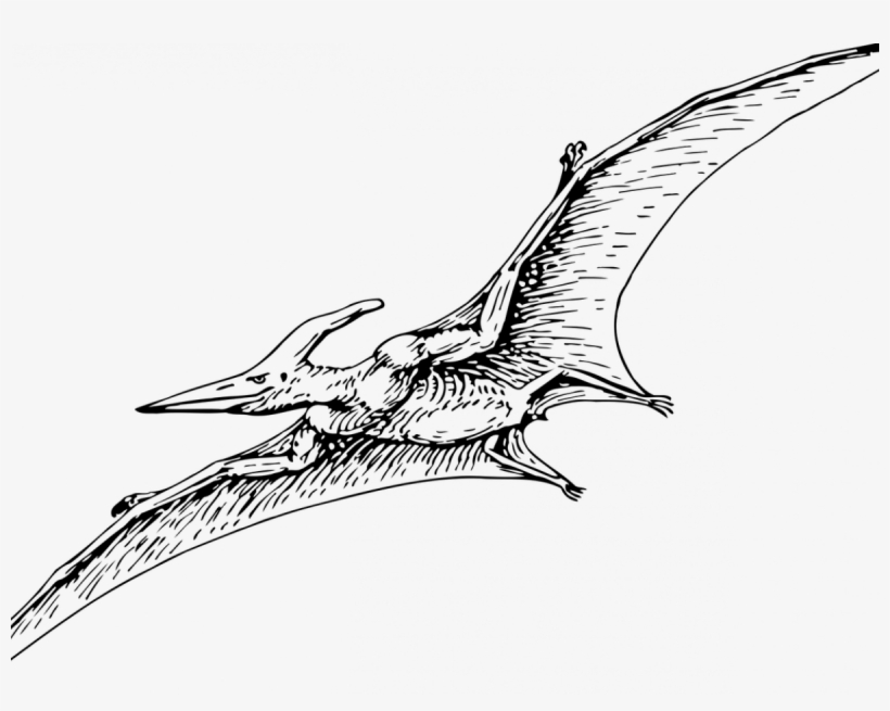 Pterodactyls Are Dinosaurs - Pterodactyl Drawing, transparent png #8576820