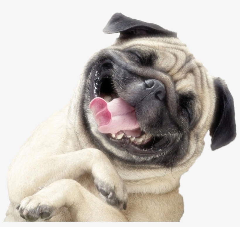 Mops - Adorable Pug, transparent png #8577534