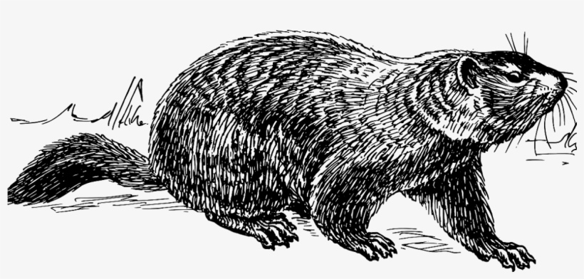 Groundhog Vector Art Free, transparent png #8577699