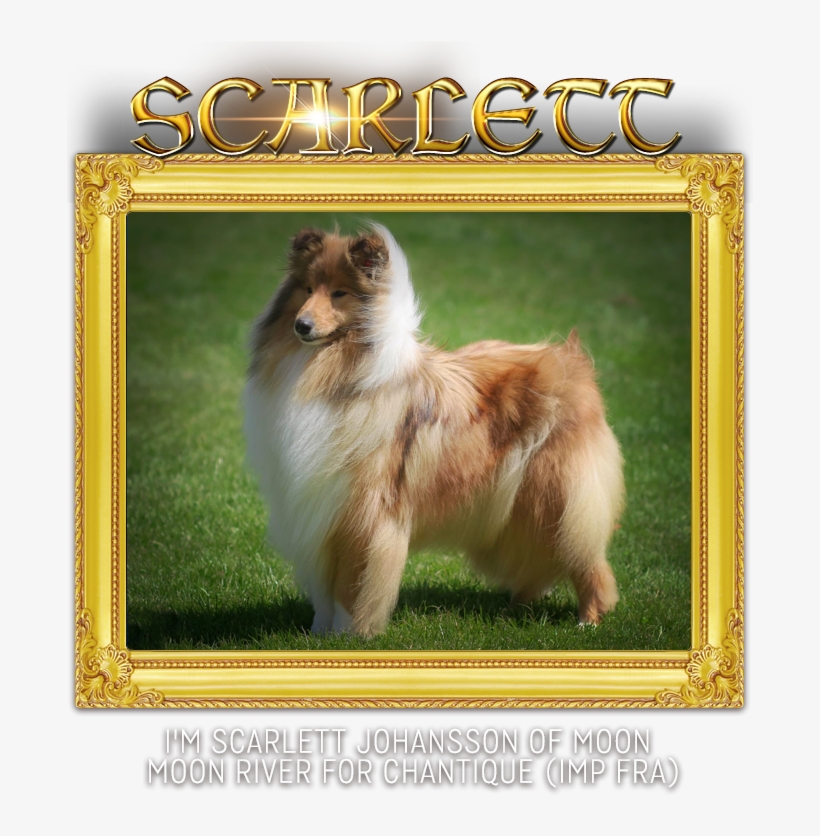 Chantique Rough Collies - Pomeranian, transparent png #8579051