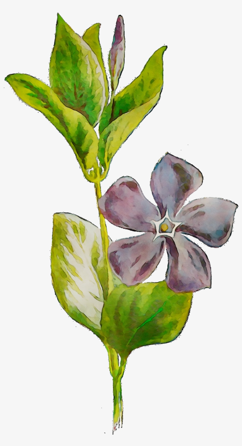 Plants Flowering Leaf Plant Stem Free Hd Image Clipart - Periwinkle, transparent png #8580487