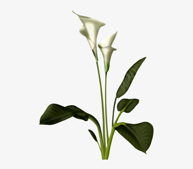 Photo Sam 2 - Calla Lily Plant Png, transparent png #8580631