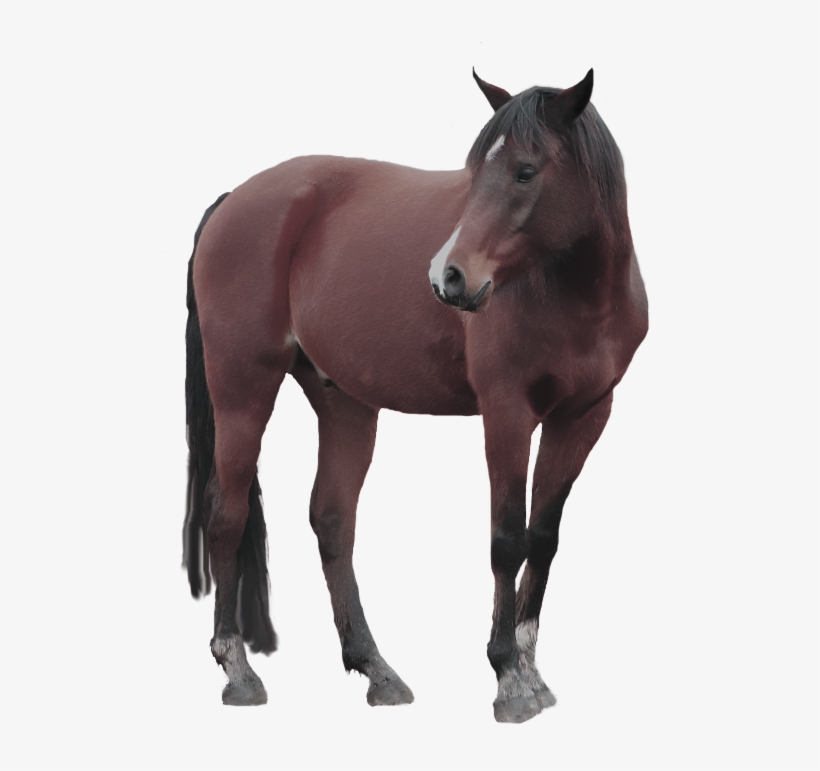 Horse With A White Background, transparent png #8581049