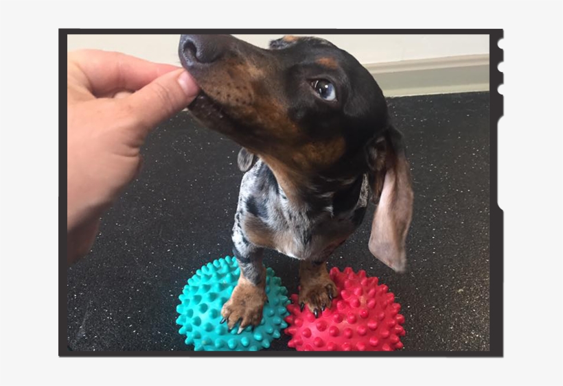 Dachshund Preventative Therapy - Dachshund, transparent png #8581942