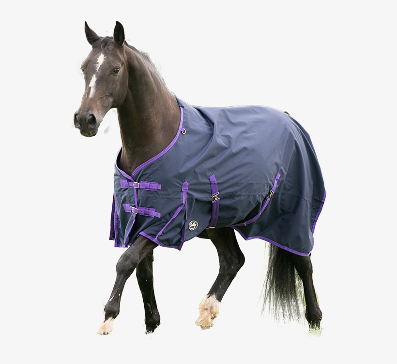 Gallop, transparent png #8582139