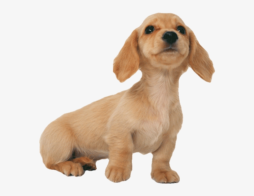 Little Dachshund Puppy600png - 年 12 月 日历 桌面, transparent png #8582291