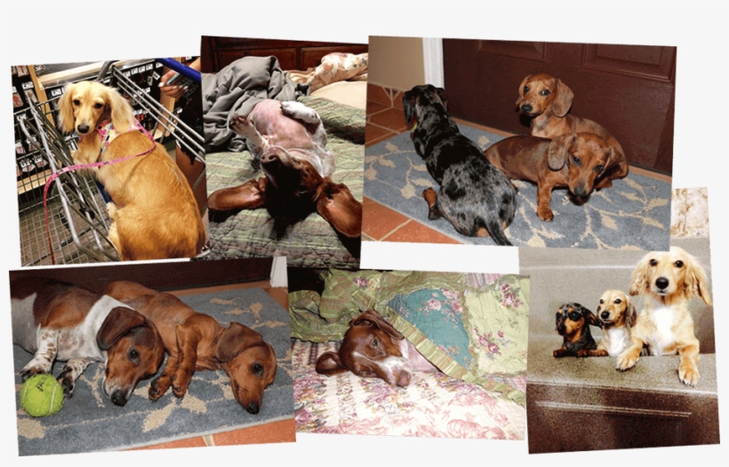 Dachshund Puppies Corpus Christi Texas - Companion Dog, transparent png #8582850