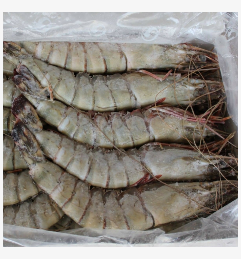Black Tiger Shrimps Head On U15 Frozen 1kg, Vietnam - Black Tiger Shrimp, transparent png #8582929