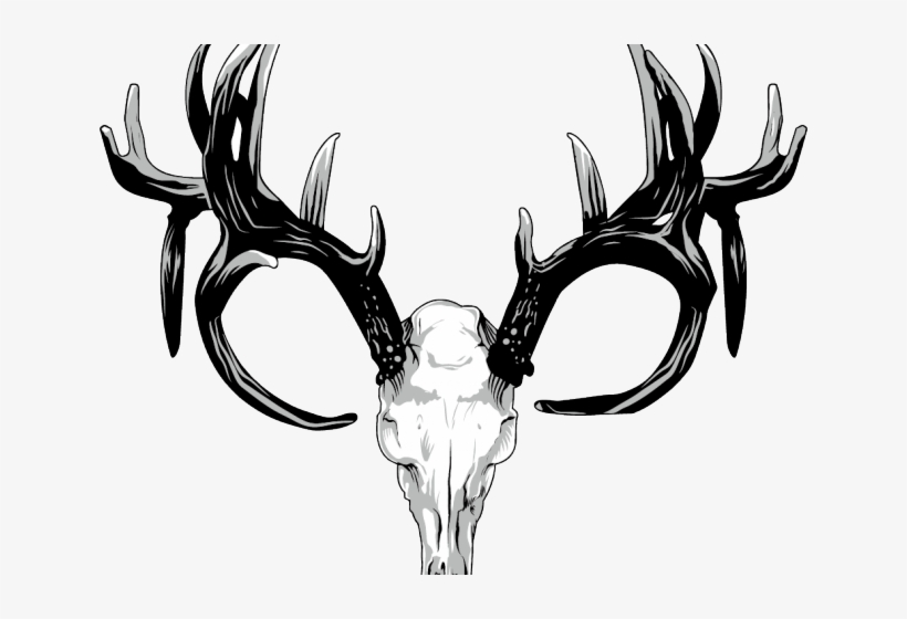 Original - Huesos De Venado Cabeza, transparent png #8583647