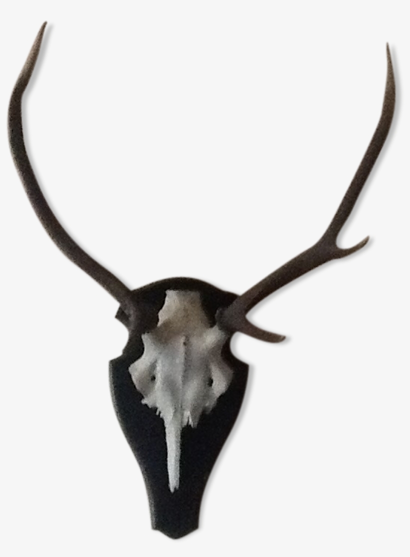 Deer, transparent png #8583869