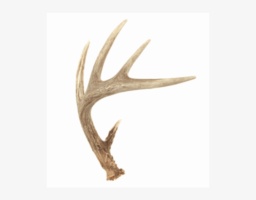 Authentic Deer Antler Large - Deer Antler Cartoon, transparent png #8584184