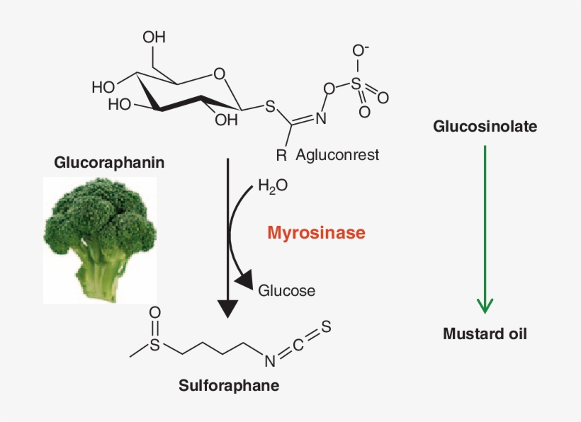 The Mustard Oil Bomb - Myrosinase Broccoli, transparent png #8586812
