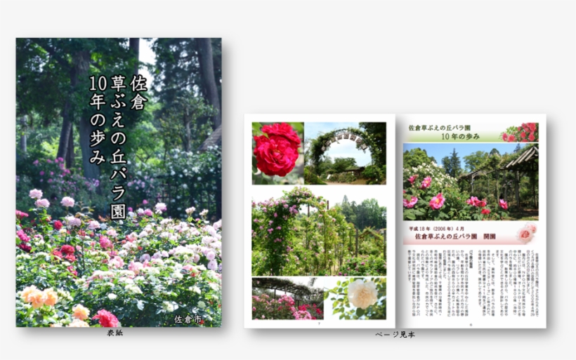News Of "step Of Sakura Grass Bueno Hill Rosary Ten - Garden Roses, transparent png #8588040